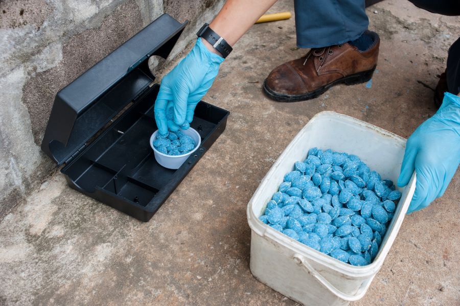 rat extermination in Sarasota
