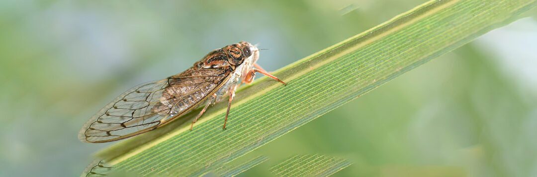 cicadas in Florida