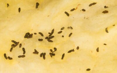 9 Signs of a Pest Infestation: Reading the Clues with Heath Pest Control